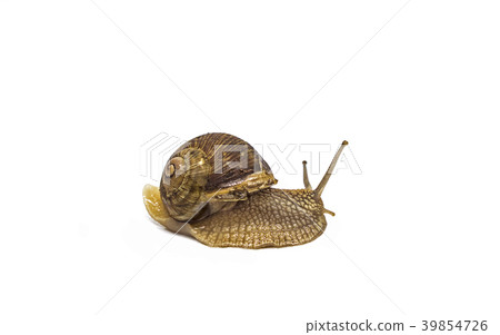 garden snail isolated on white background 39854726