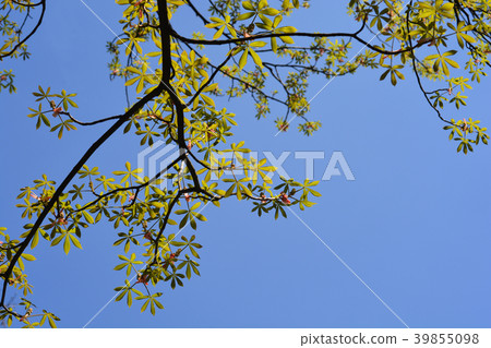 Yellow Buckeye 39855098