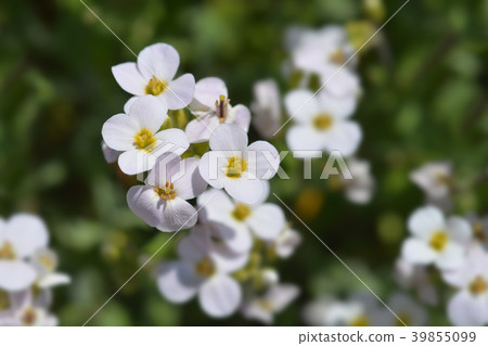 Garden arabis Garden arabis 39855099