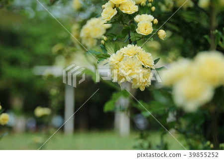 Yellow flower of mockybara 39855252
