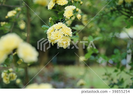 Yellow flower of mockybara Yellow flower of mockybara 39855254