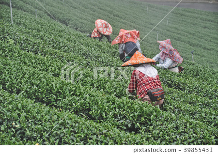 南投 茶園 採茶 亞洲人 台灣人 茶農 工人 Tea picking 茶摘み 南投 茶園 採茶 亞洲人 台灣人 茶農 工人 Tea picking 茶摘み 39855431