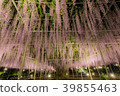 Wisteria flower light up 39855463
