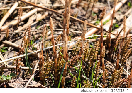 Tsukushi和馬尾 39855843