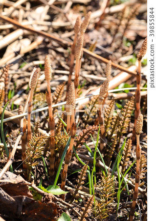 Tsukushi和馬尾 39855844