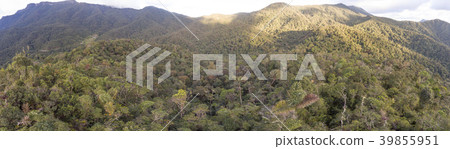 Aerial panorama  of montane rainforest  39855951