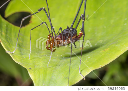 Giant Harvesman or Phalangid  39856063