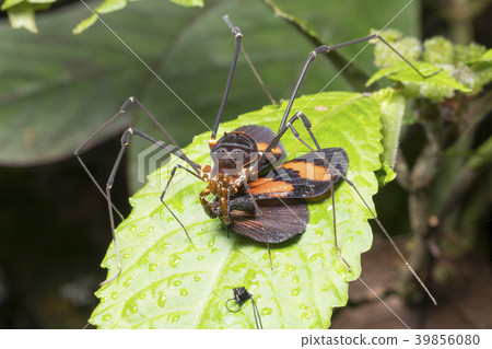 Giant Harvesman or Phalangid  39856080