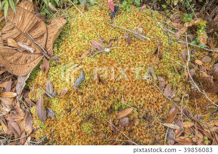 Sphagnum moss 39856083