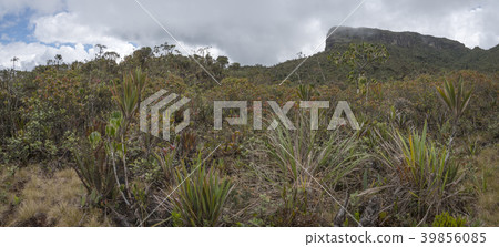 Species rich and diverse vegetation Species rich and diverse vegetation 39856085