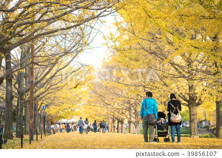 autumn ginkgo tree tunnels in Showa Memorial park 39856107