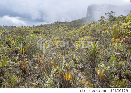 Species rich and diverse vegetation Species rich and diverse vegetation 39856179