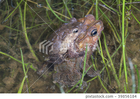 Pair of Crested Forest Toads Pair of Crested Forest Toads 39856184
