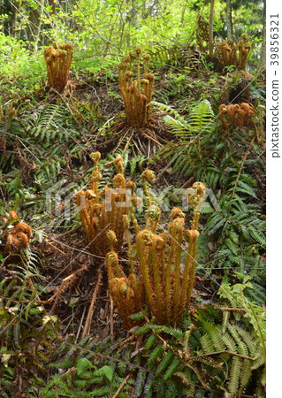 奧蘇達的拍攝 奧蘇達的拍攝 39856321