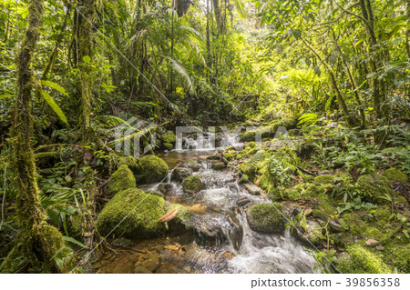 Idyllic clearwater stream  39856358