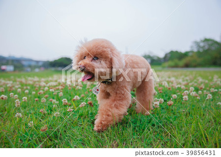 Dream poodle 39856431