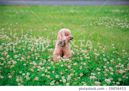 Dream poodle 39856433