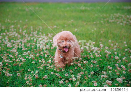 Dream poodle 39856434