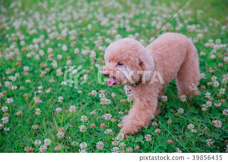 Dream poodle 39856435