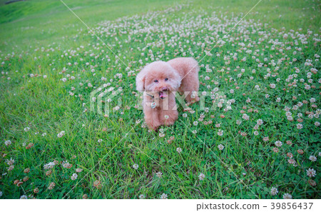 Dream poodle 39856437