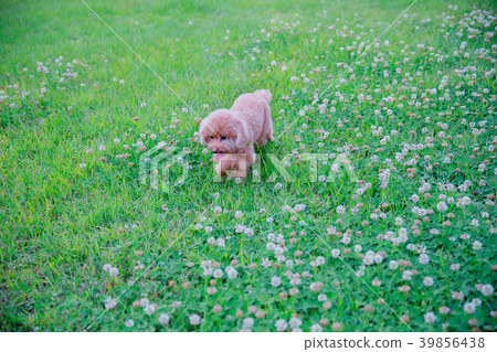 Dream poodle 39856438