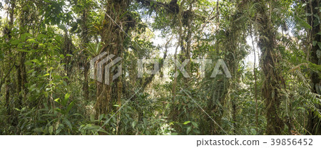 Panorama of the interior of montane rainforest Panorama of the interior of montane rainforest 39856452