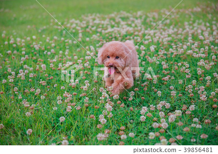 Dream poodle 39856481