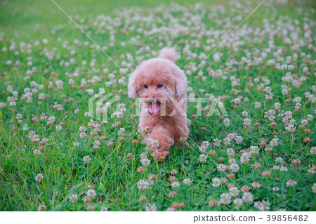 Dream poodle 39856482