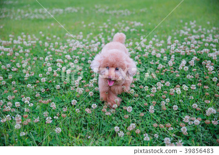 Dream poodle 39856483