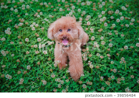 Dream poodle 39856484