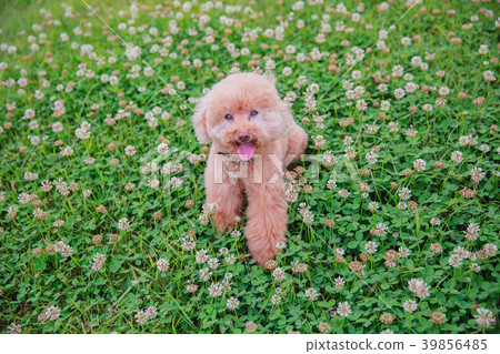 Dream poodle 39856485