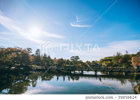 autumn Maple leaf in Showa Memorial park 39856624
