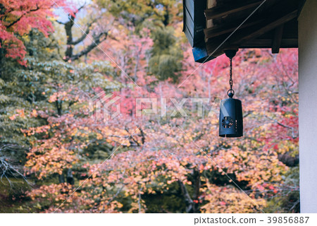 Red maple leaves in autumn season with sky blurred Red maple leaves in autumn season with sky blurred 39856887