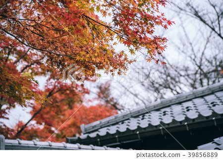 Red maple leaves in autumn season with sky blurred Red maple leaves in autumn season with sky blurred 39856889