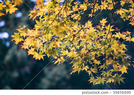 Red maple leaves in autumn season with sky blurred 39856890