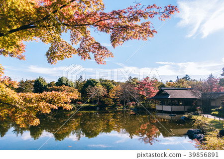 autumn Maple leaf in Showa Memorial park 39856891