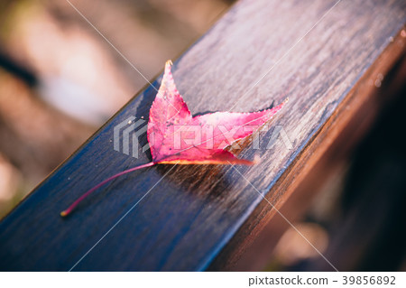 Red maple leaves in autumn season with sky blurred 39856892