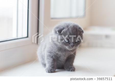 Scottish Fold small cute kitten Scottish Fold small cute kitten 39857511
