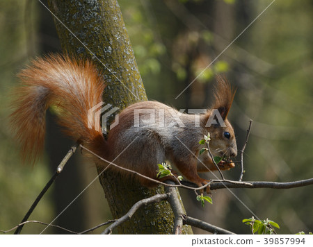 squirrel sitting on ground and eating nut. squirrel sitting on ground and eating nut. 39857994