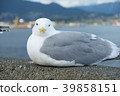 Stanley Park 39858151