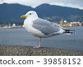 Stanley Park 39858152