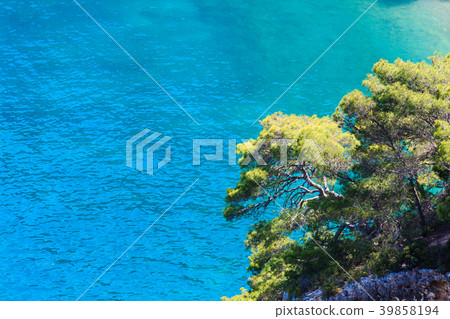 Pine tree above sea 39858194
