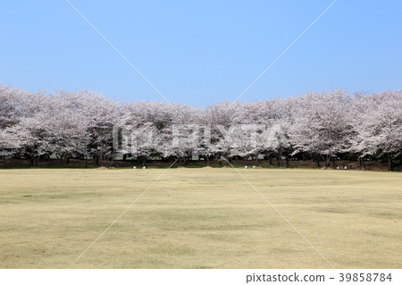 櫻花盛開 39858784