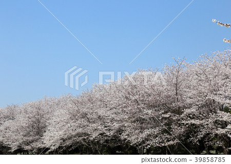 櫻花盛開 櫻花盛開 39858785