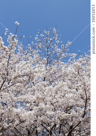 Cherry tree in full bloom Cherry tree in full bloom 39858853