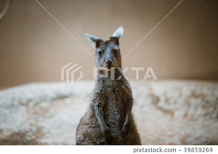 A funny adult kangaroo animal of gray color stands A funny adult kangaroo animal of gray color stands 39859269