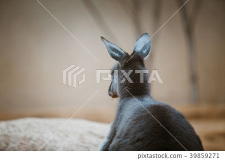 Funny adult kangaroo animal of gray color close-up Funny adult kangaroo animal of gray color close-up 39859271