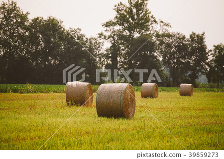 Hay stack grass rolls and oak tree on the green 39859273
