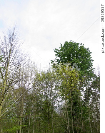 Bois de Boulogne/Paris,France 39859557