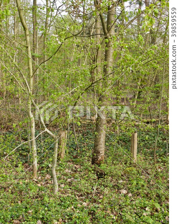Bois de Boulogne/Paris,France Bois de Boulogne/Paris,France 39859559